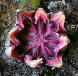 Аспидистра – цветок. Фото растения