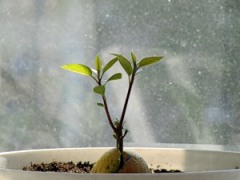 Авокадо в домашних условиях. Как вырастить авокадо из косточки