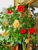 Растения для балкона