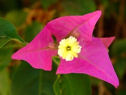 Бугенвиллея цветок