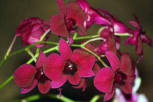 Орхидея Дендробиум – уход в домашних условиях. Фото