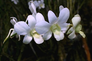 Орхидея Дендробиум