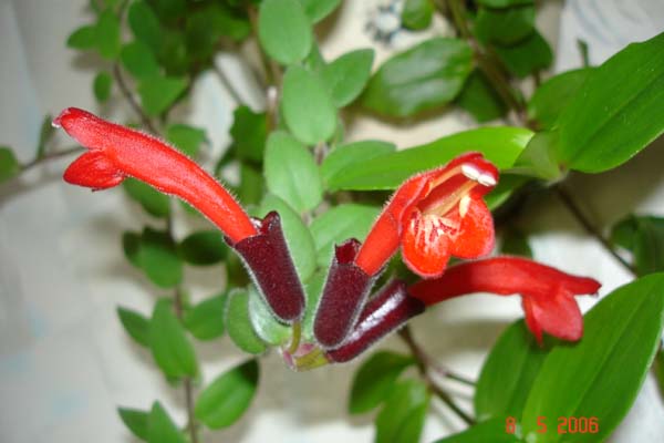Эсхинантус цветок