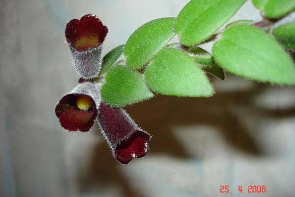 эсхинантус цветок