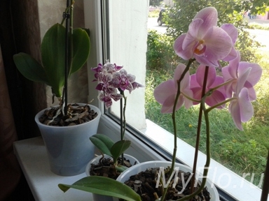 Выращивание орхидеи фаленопсис. Опыт цветовода-любителя