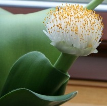 Гемантус белоцветковый. Фото