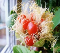 Гемантус – уход за растением в домашних условиях. Фото