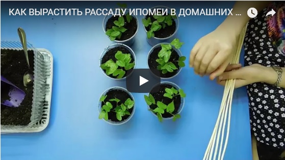 Смотреть видео о выращивании рассады ипомеи с пикировкой