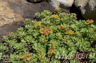 Очиток камчатский 'Variegatum' (Sedum kamtschaticum variegatum)
