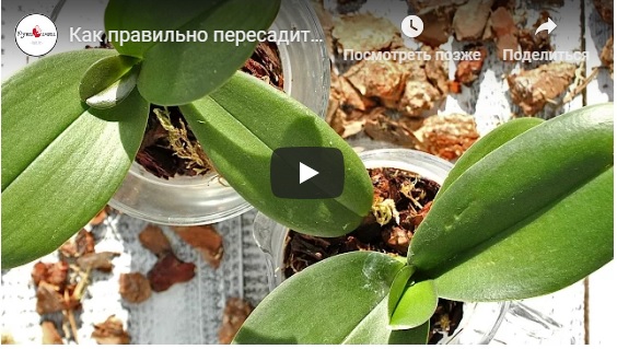 Смотреть видео о пересадке орхидеи фаленопсис