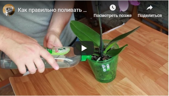 Смотреть видео о поливе орхидеи фаленопсис
