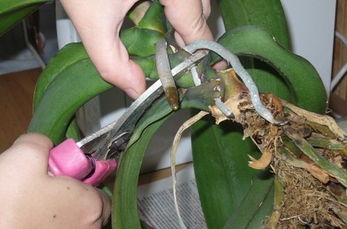 Орхидея фаленопсис – реанимация корней