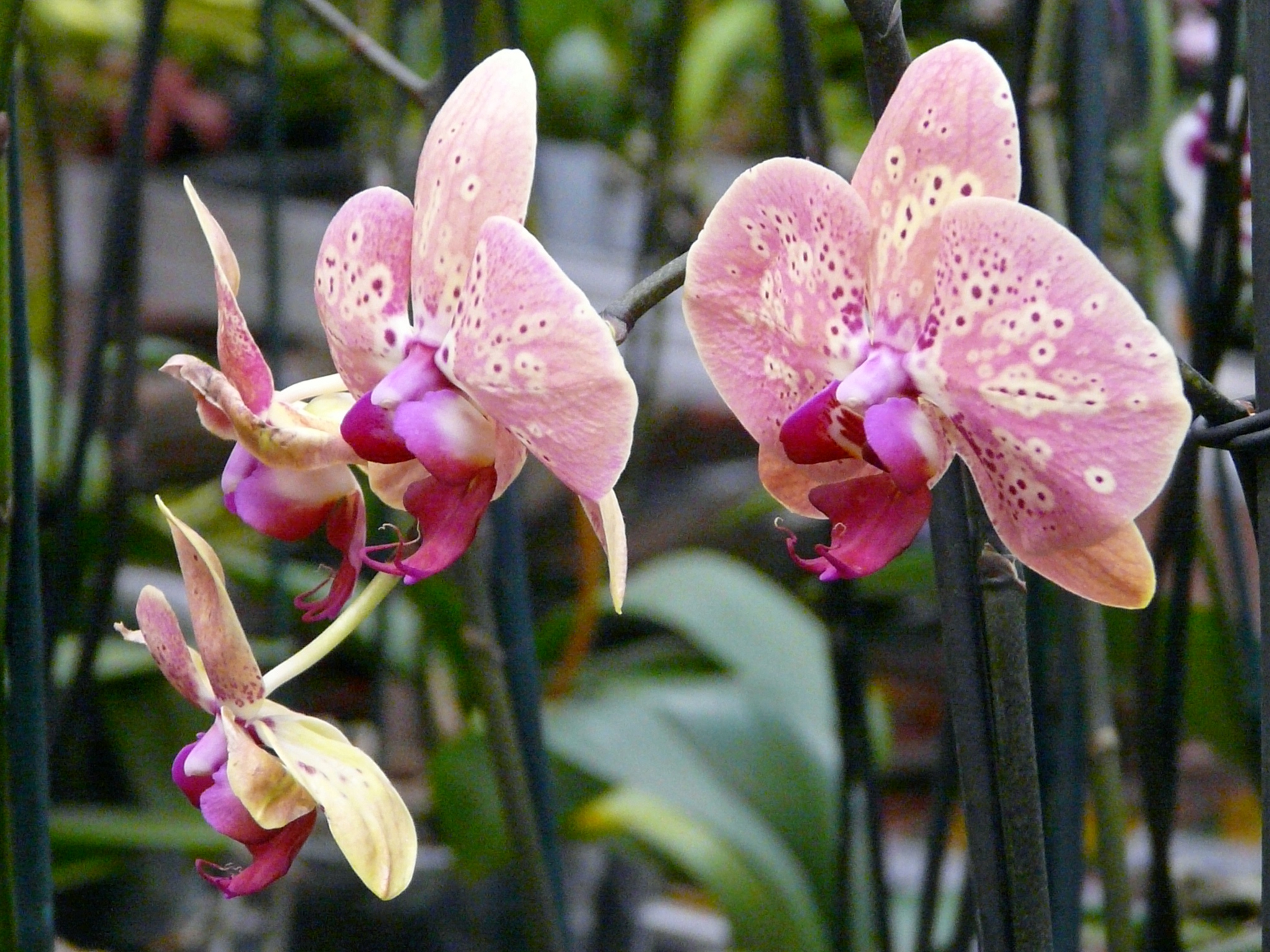 Домашняя орхидея Фаленопсис