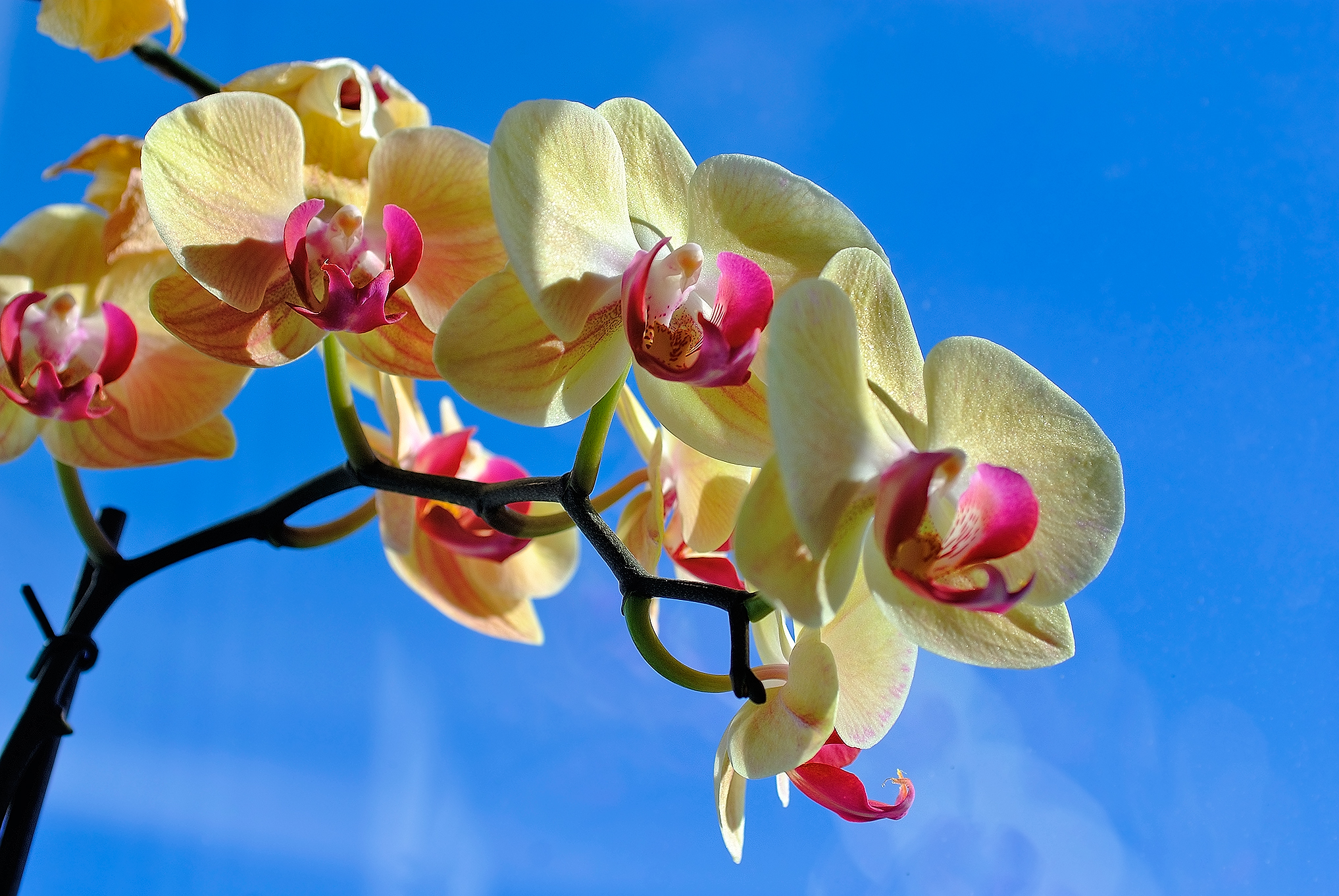 Орхидея Фаленопсис - уход