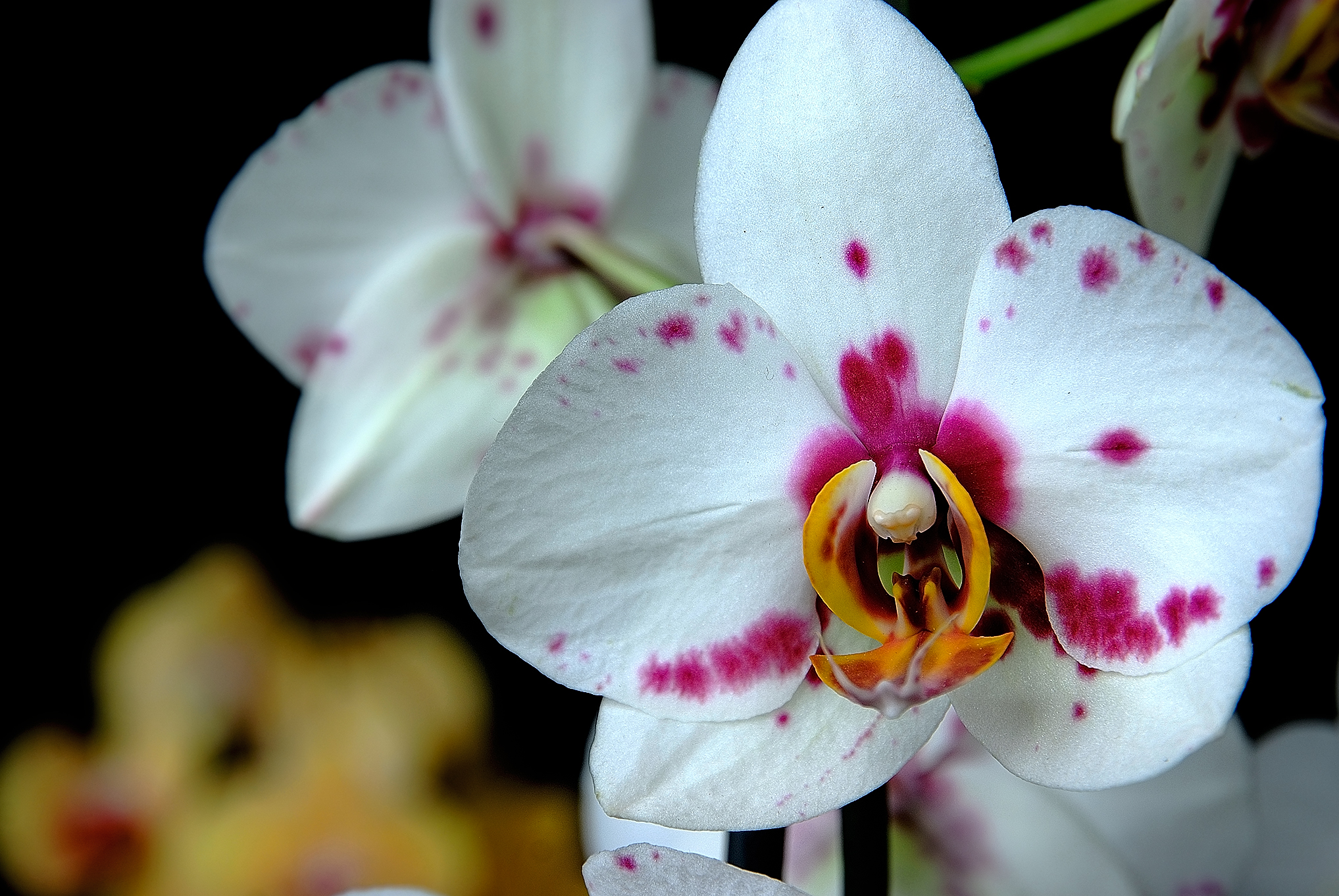 Орхидея Фаленопсис - полив