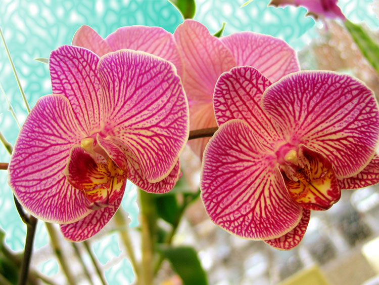 Орхидея Фаленопсис - пересадка