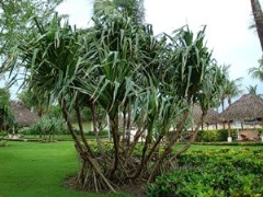 Панданус (пандан, винтовая пальма) – уход в домашних условиях. Фото