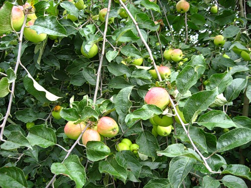 Яблоки Пепенка Фото