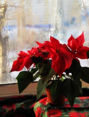 Рождественский цветок пуансетия - уход в домашних условиях