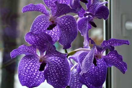 Орхидея Ванда. Уход в домашних условиях. Фото