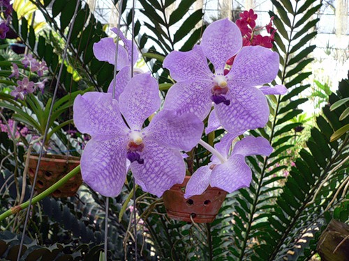 Орхидея Ванда. Фото