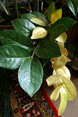 Замиокулькас - желтеют листья